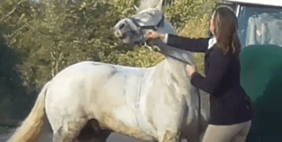 Жінка побила поні, побила коня, била кулаками по морді, покарала поні, суд, жорстоке поводження з твариною,