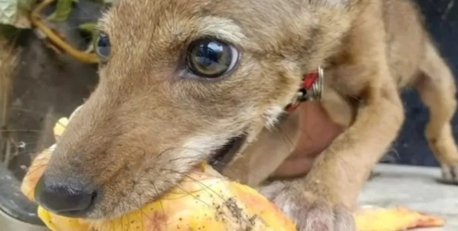Собака виявився диким звіром, пес виявився койотом, курйози, тварини, дикі звірі, фото, Мексика