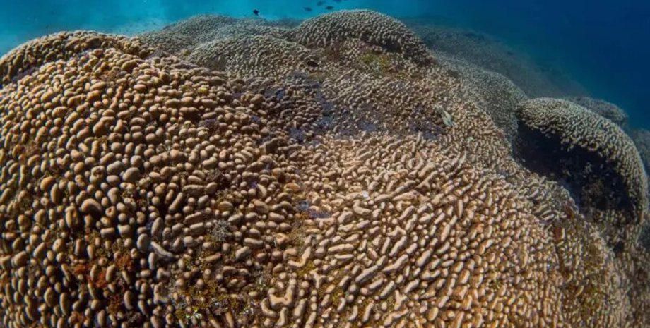 коралл, Соломоновы острова, находка, экспедиция, National Geographic, ученые