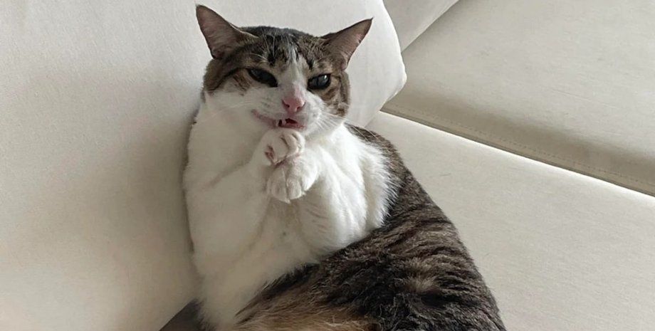 "Він явно щось задумав": чоловік сфотографував свого котика в "особливій" позs