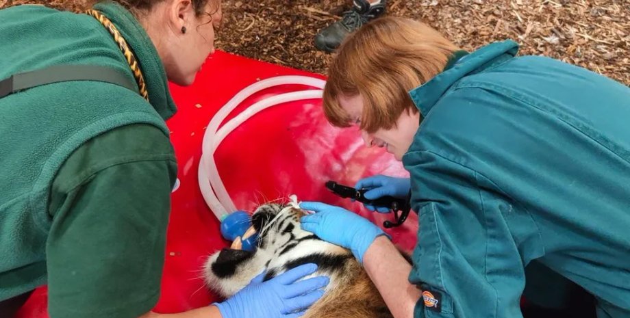 стоматологи, ветеренары