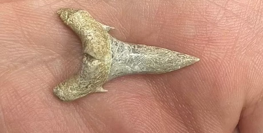 зубы, окаменелые зубы