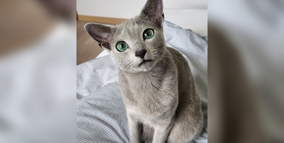 кот Бакарди, самый красивый кот в мире