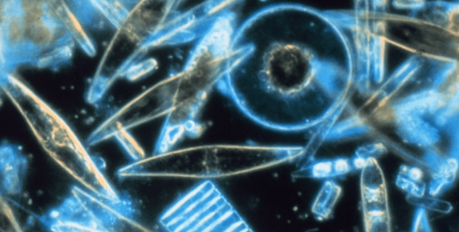 диатомовые водоросли, сукралоза