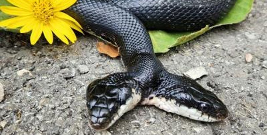 Двухголовая змея, редкая змея, рептилия, сделали операцию змее, уникальная операция, ветеринары, животные, Тигровая Лилия