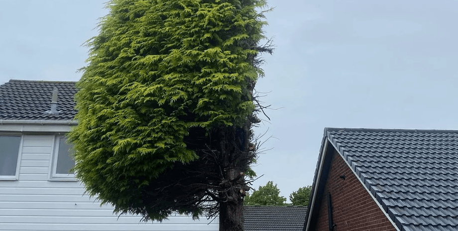 Дерево, распилили дерево, спилили дерево, скандал, соседи, конфликт, участок, земля, улица,