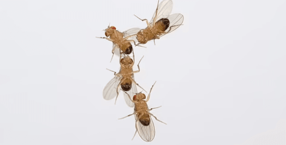 мушки, мухи