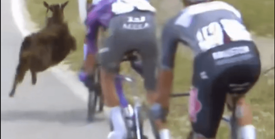 Коза вискочила на велосипедиста