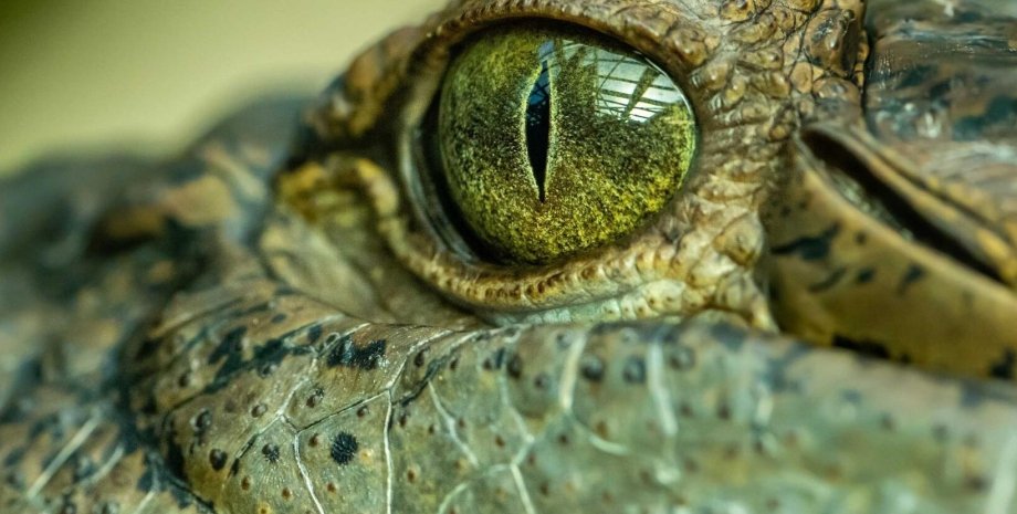 Австралия, крокодилы