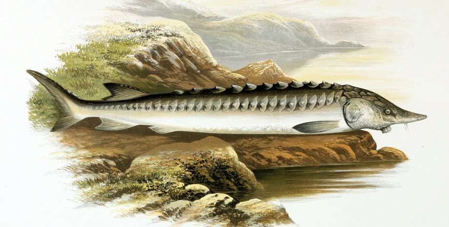 осетр, живое ископаемое, перелов, критическое исчезновение, потеря среды обитания, икра, древние предки, Марокко, биоразнообразие, , Acipenseridae, древние животные