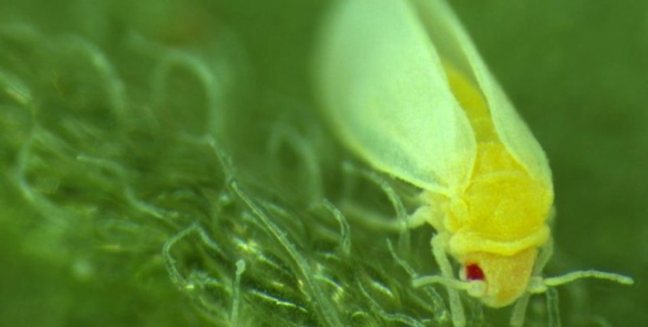 белокрылка, насекомые, растения, ДНК