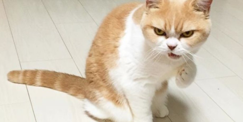 кіт, кішки, стрес, пандемія