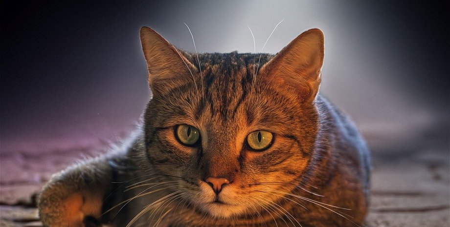 кот, италия, самолет, рейс, обшивка, новости мира