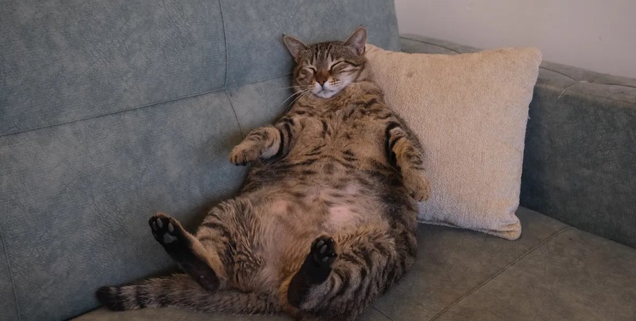 кошка, пупок кошка, кошка пупок