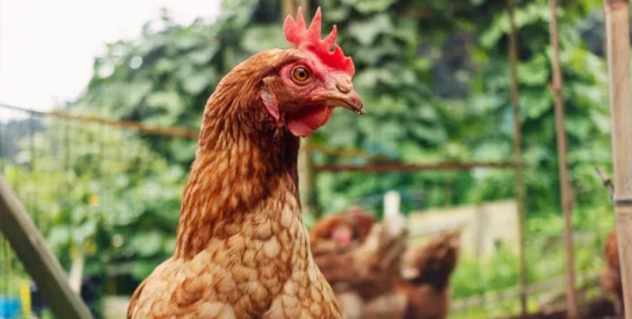 курка курка