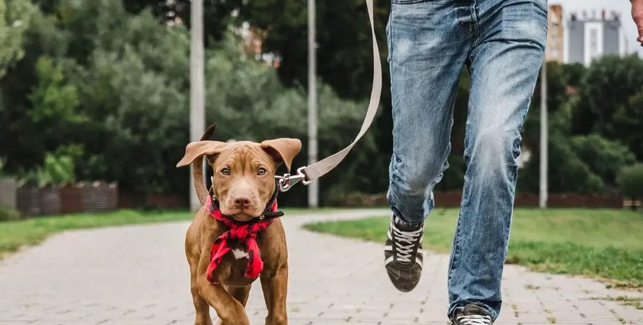 новини польщі, українці в польщі, поляк, напад, українець, собака, нашийник