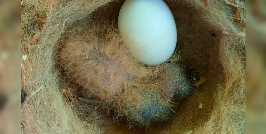 колибри, птенец колибри, колибри птенец