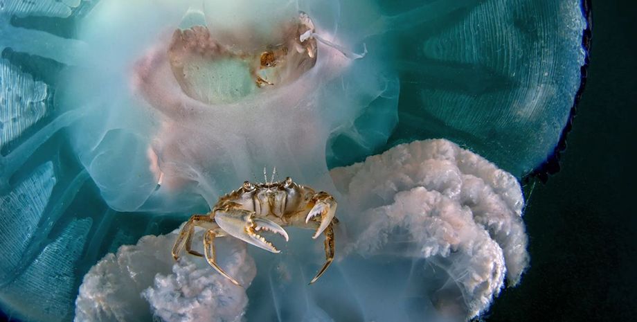 краб, краб та медуза