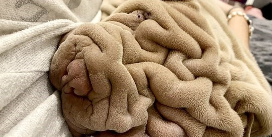 шарпей, Харви, щенок, собака