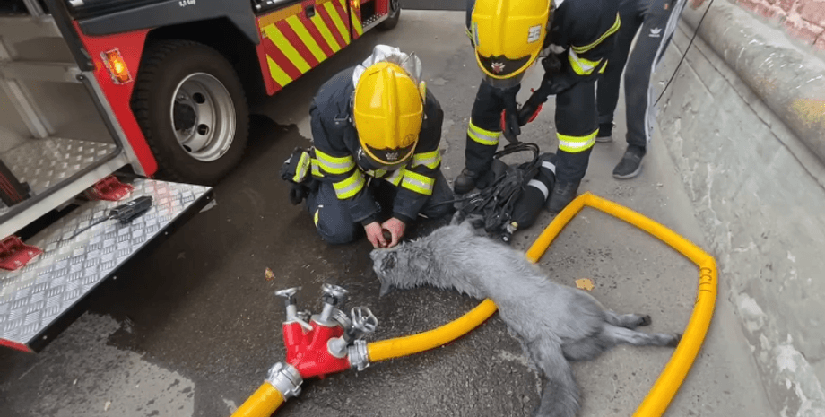 Хаски Бони, Хаски Ровно, спасли собаку, собака Ровно, собака пожар, домашний питомец
