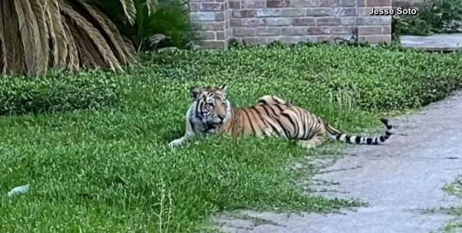 тигр, сша, животные, хьюстон