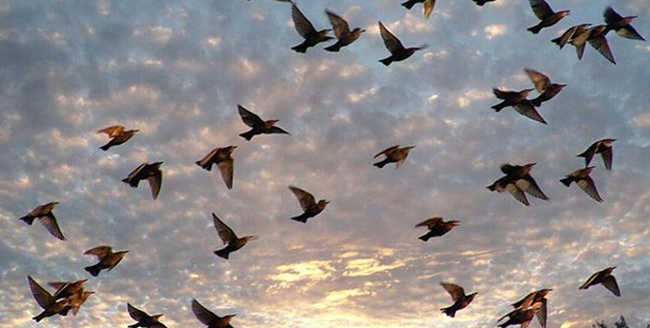 Фото: vnews.agency