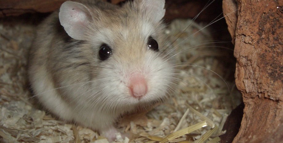 Хомячок Роборовского
