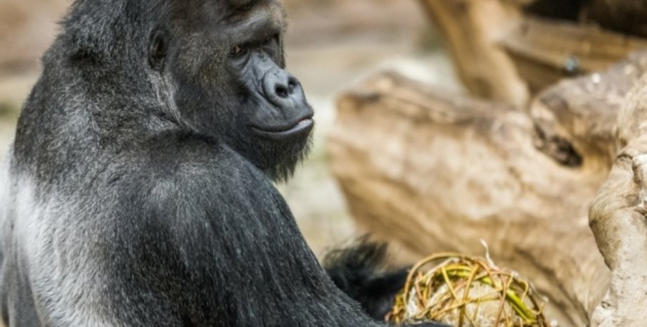 Прага, Чехия, зоопарк, животные, львы, горилла, пандемия коронавируса