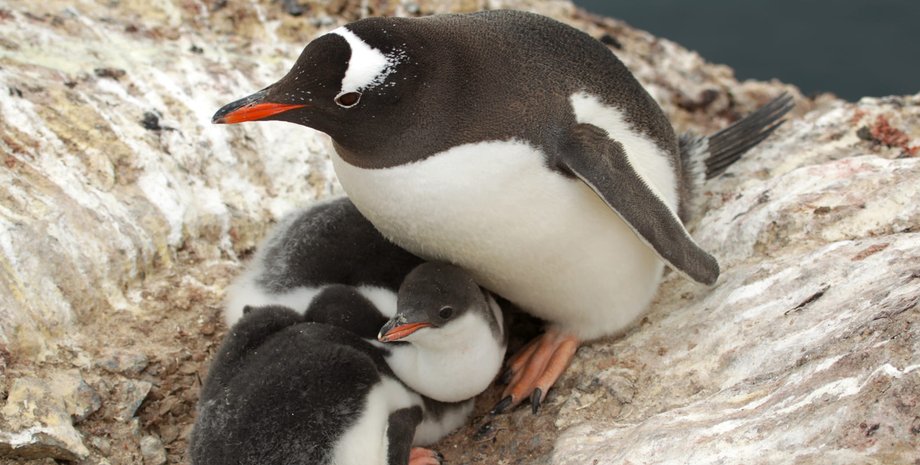 полярники, пингвины, станции "Академик Вернадский"