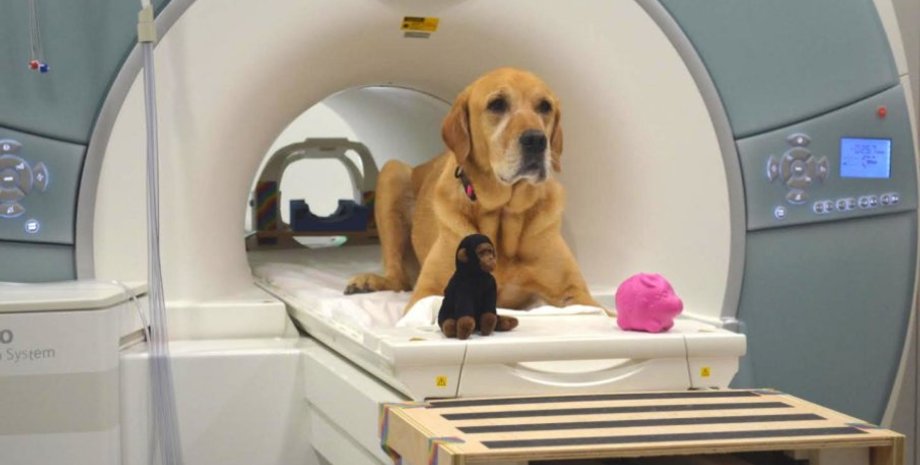 Участница эксперимента по кличке Эдди. Фото: Photo courtesy Gregory Berns, Emory University