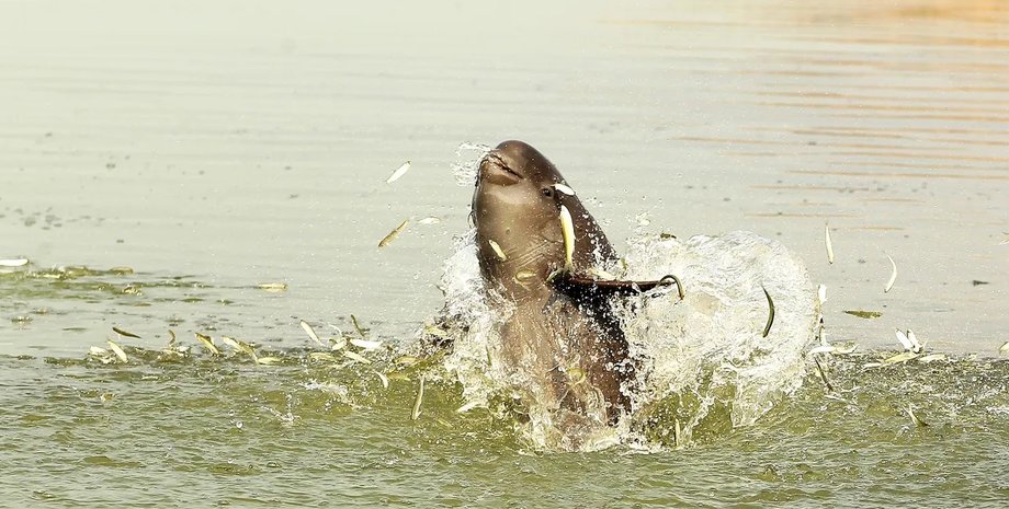 пресноводная морская свинья