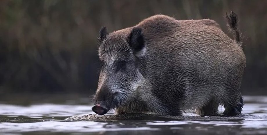 суперсвиньи, гибриды свиней