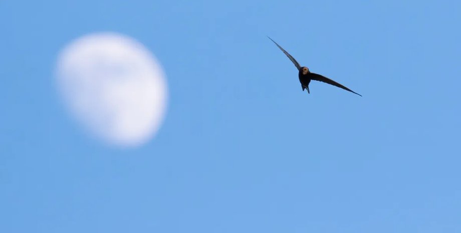 обыкновенные стрижи полет стрижа