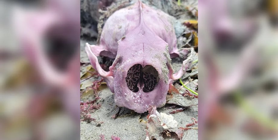 видра фіолетовий череп