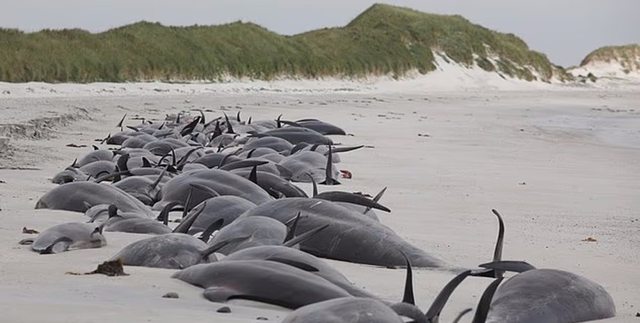 киты и дельфины выбрасываются на берег