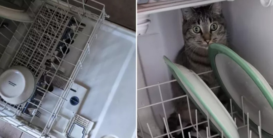 Кіт часто забирається в посудомийну машину і не боїться води