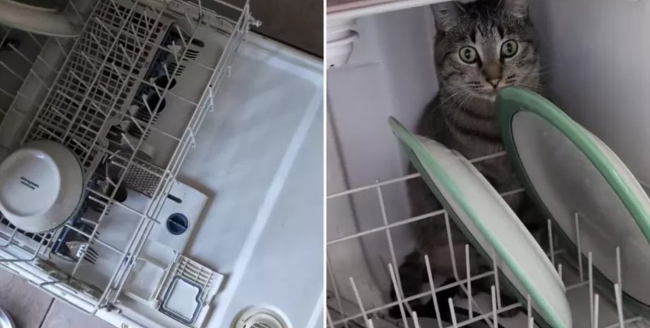 Кот часто забирается в посудомоечную машину и не боится воды