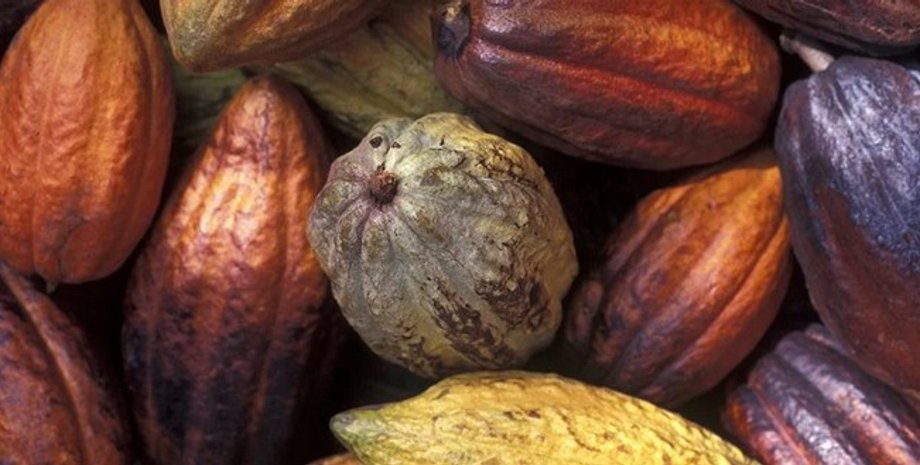 Какао, плоды