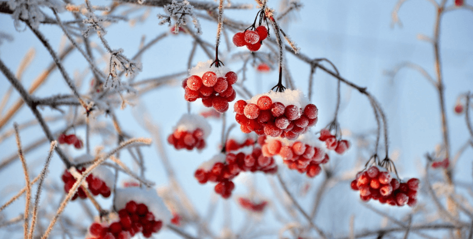 горобина мороз