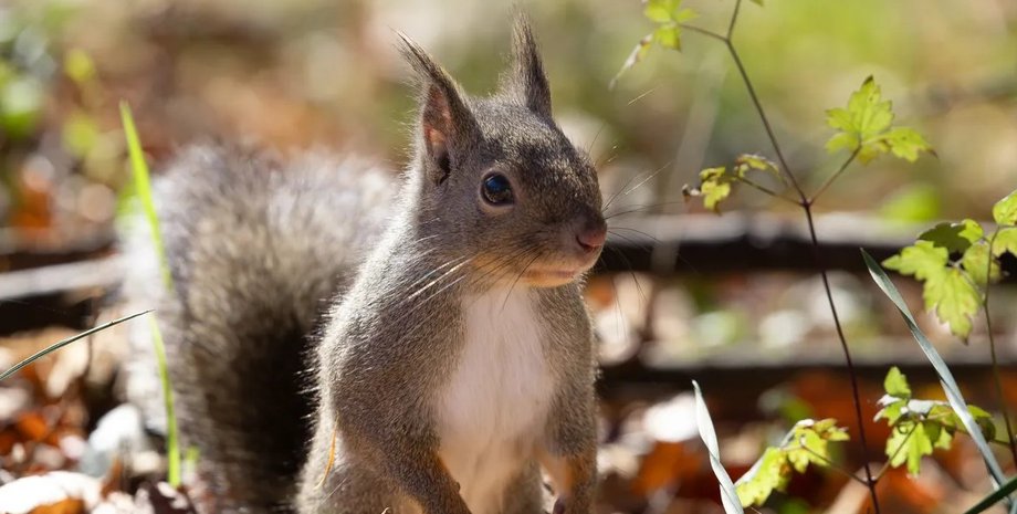 белки, гибель белок, массовая гибель белок
