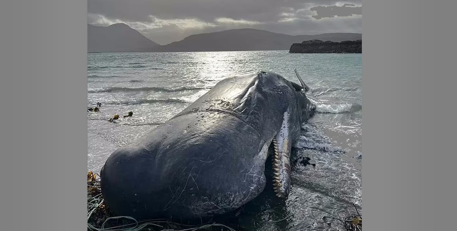 кит, кит погиб, гибель кашалота