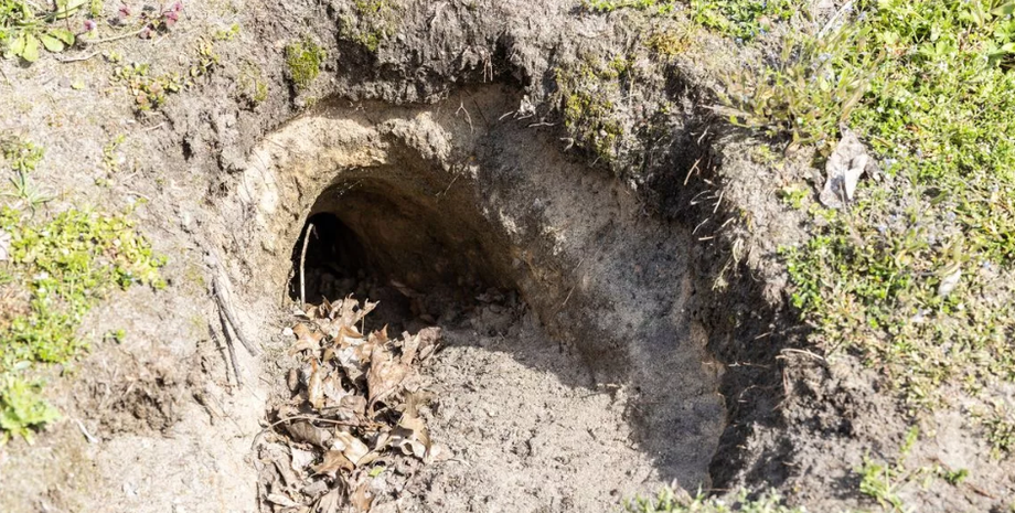 Секретный тоннель в саду, находки, бункер времен Второй мировой войны, укрытие, видео, курьезы, тренды TikTok
