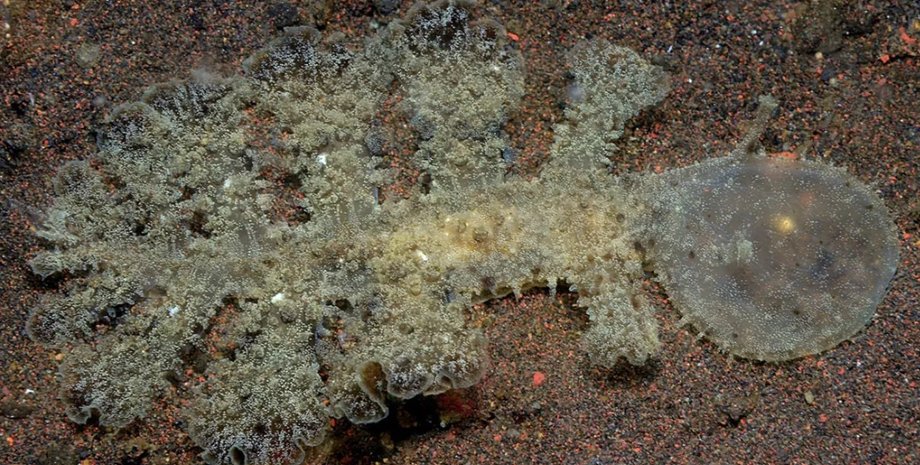 морской слизень