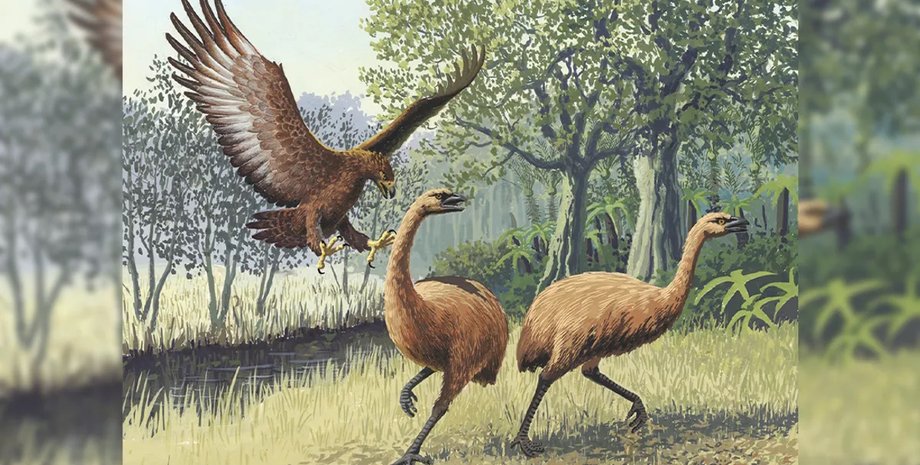 орел хаатса и моа