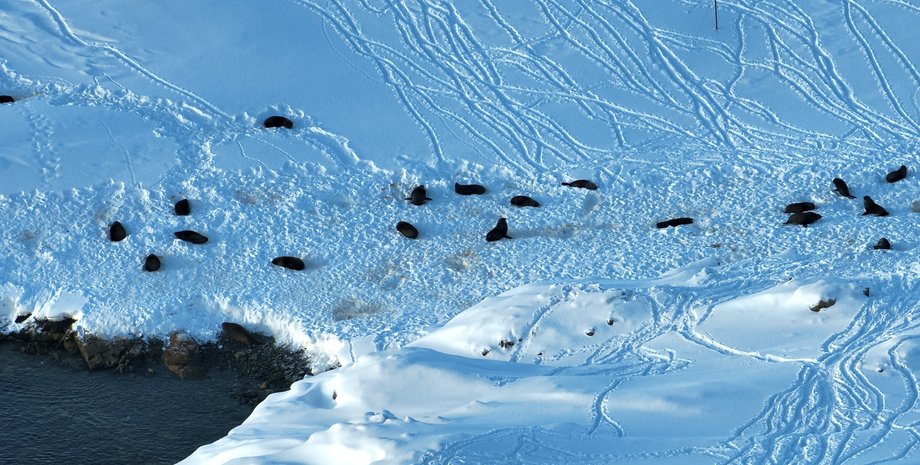 Морские котики, тюлени, Академик Вернадский, станция Академика Вернадского, фото морских котиков, много морских котиков, морские котики Антарктика, морские котики Антарктика