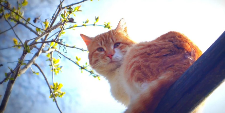 кот, весна, дерево, кот на дереве, погода, тепло