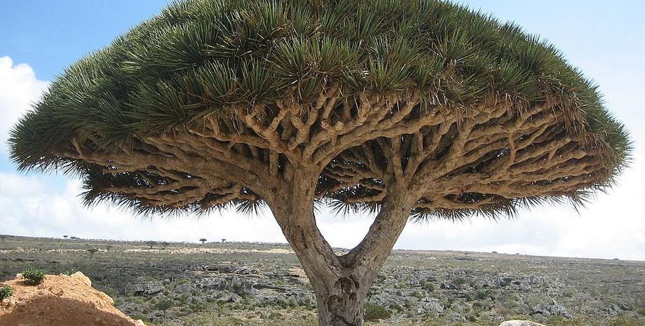 Сокотрийское драконовое дерево, Дерево крови дракона, Драконово дерево, Сокотра, уникальное место, биоразнообразие,, йемен, война, Библия, Каин, Авель, кровь, растения, Адам, Ева, легенда