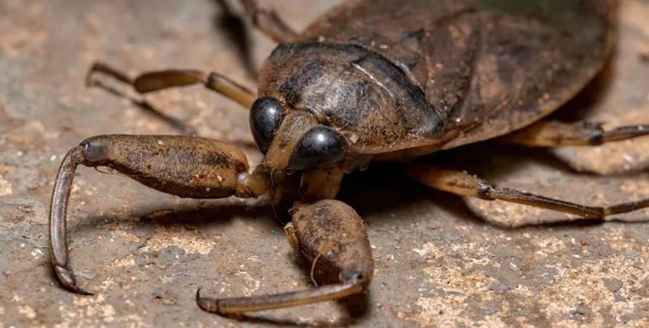 клоп, гигантский клоп, гигантский водяной клоп