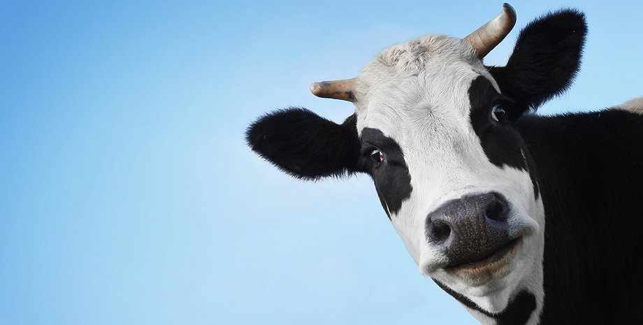 Фото: открытые источники