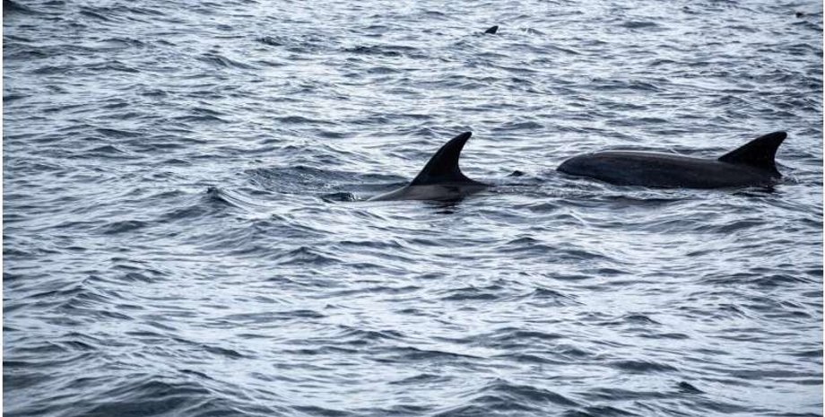 великобритания, дельфины, смертность дельфинов, дельфины смертность